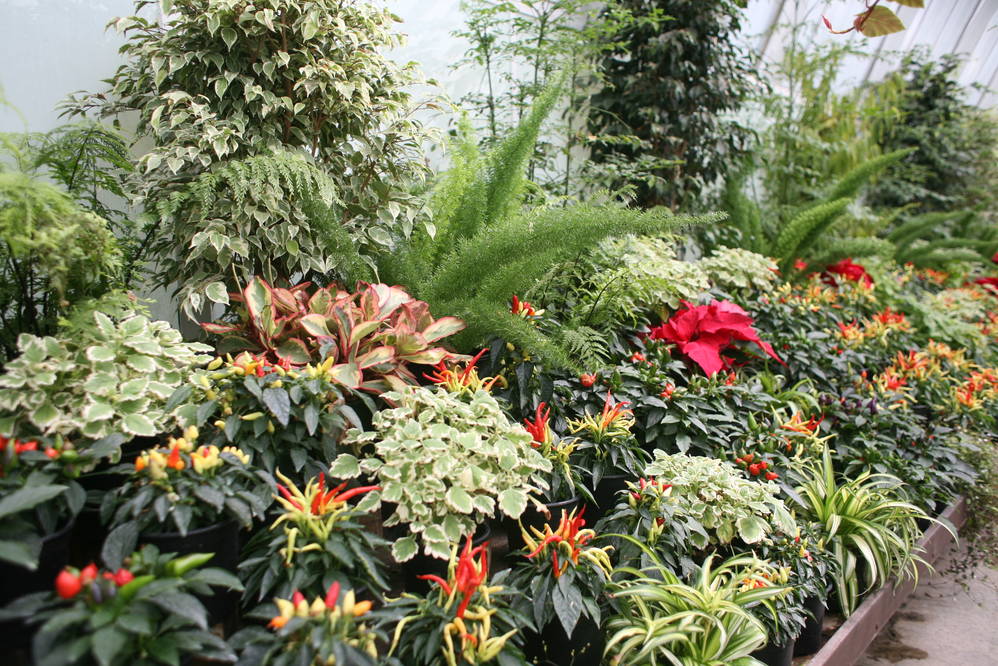 A last glimpse of green: the botanical gardens in Christchurch