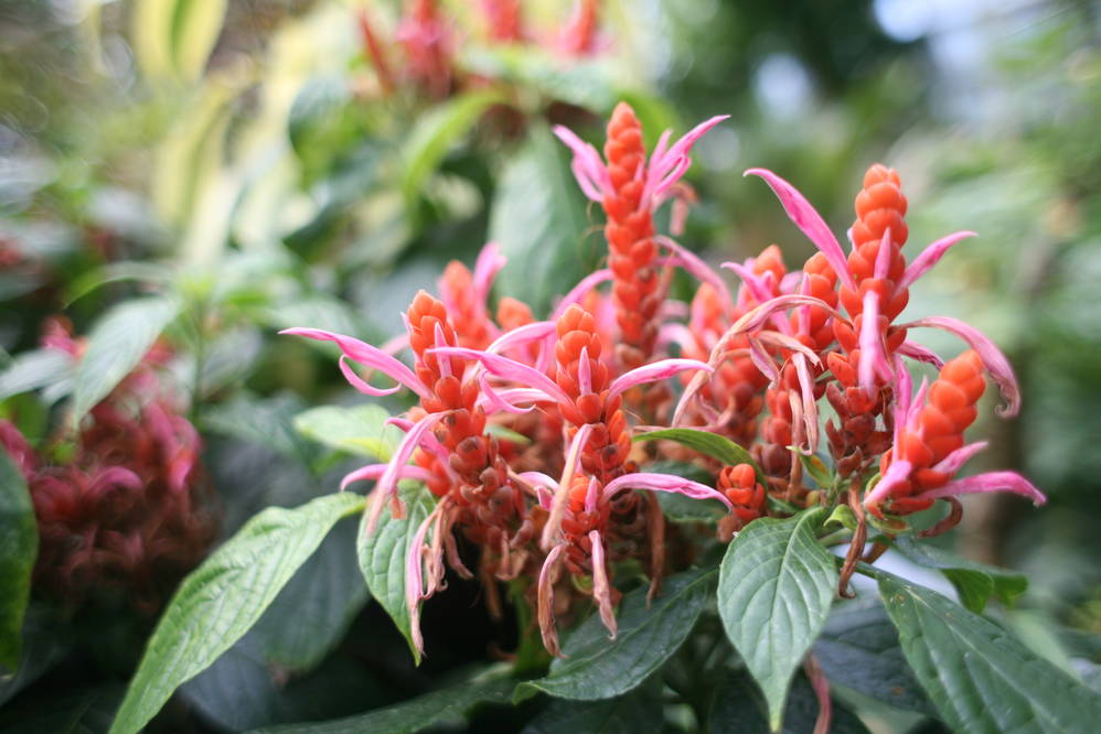 A last glimpse of green: the botanical gardens in Christchurch